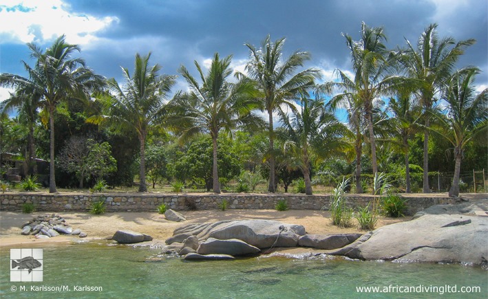 African Diving Fish Station 06